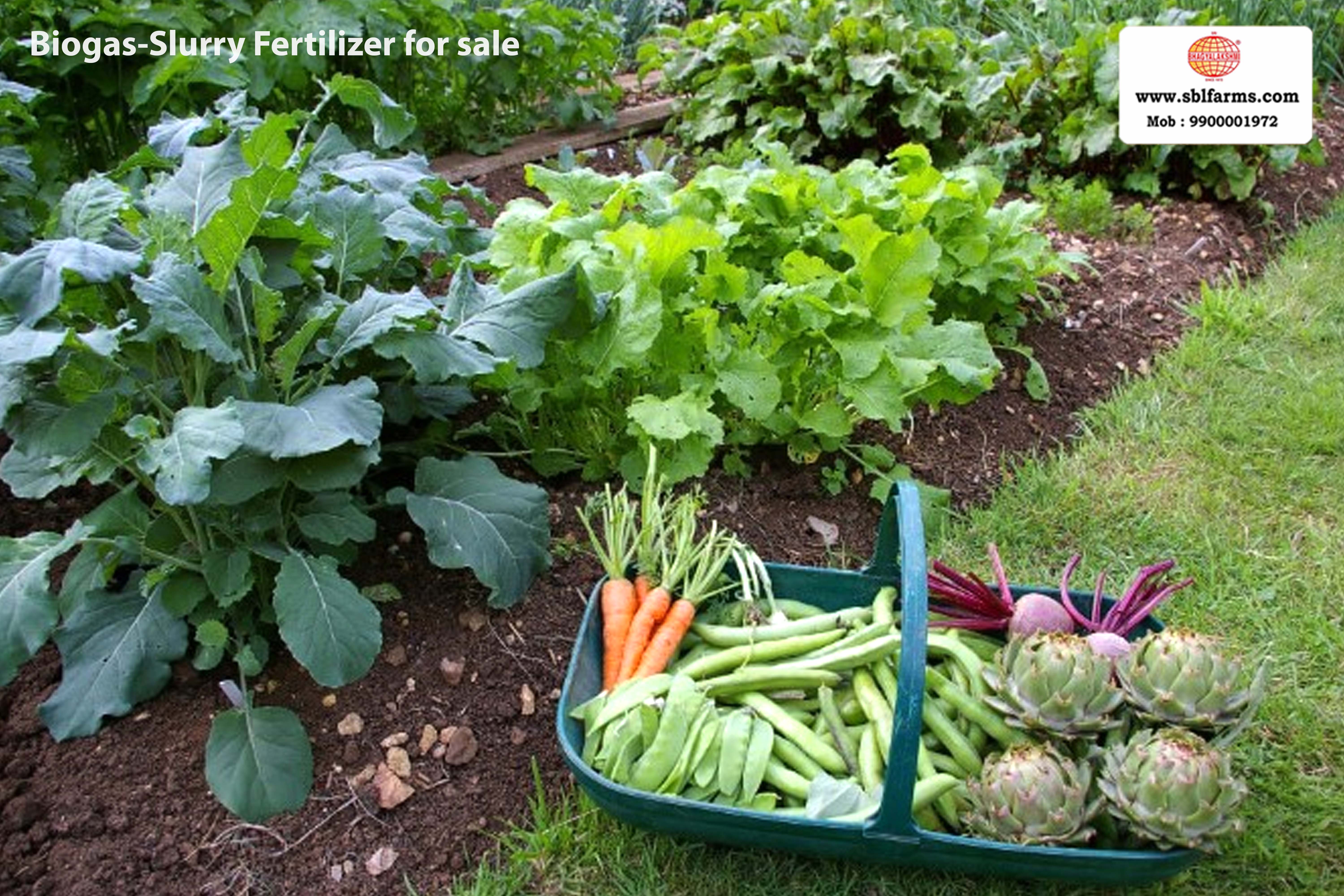 Sri Bhagyalakshmi Farms Bangalore - biogas-slurry fertilizer | Slurry Fertilizer for Sale  |  Fertilizer for vegetable better growth | bioslurry manufacturers, suppliers & exporters in Bangalore|Bio slurry for sale in bangalore |  Sri Bhagyalakshmi Farms fertilizer slurry Bangalore | Bioslurry a supreme fertiliser | slurry fertilizer near me bangalore | slurry fertilizer near me bangalore contact number | manure fertilizer for sale in bangalore | Organic Manure for sale | biogas slurry uses | biogas slurry composition | organic fertilizer price per kg | biogas slurry meaning | organic fertilizer price in india | organic fertilizer price per ton | Sri Bhagyalakshmi Farms, Cow Dung Manure Organic Fertilizer Suppliers in Bangalore